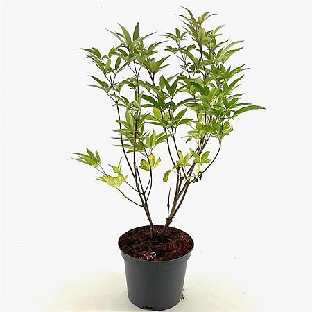 Vitex agnus-castus latifolia Pot 3 Liter 40 - 50 cm