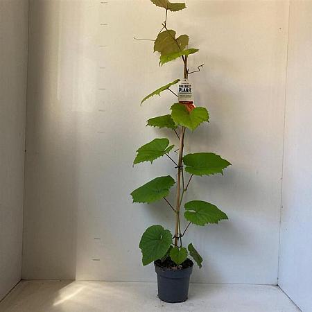 Vitis coignetiae Pot 2 Liter60 - 70 cm