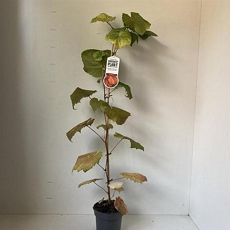 Vitis coignetiae Pot 2 Liter60 - 70 cm