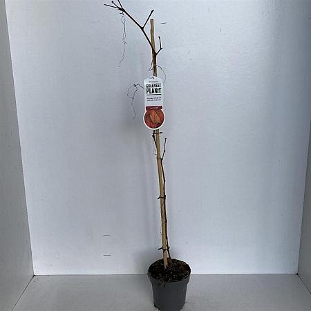 Vitis coignetiae Pot 2 Liter60 - 70 cm