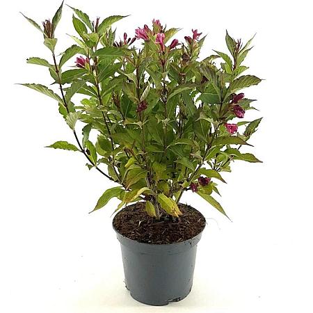 Weigela Big Love Pot 3 Liter 30 - 40 cm