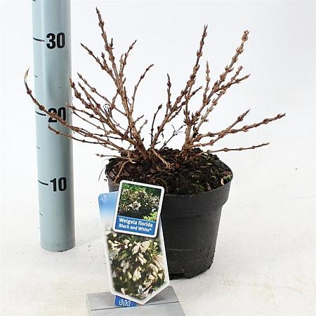 Weigela Black and White Pot 2 Liter 20 - 30 cm