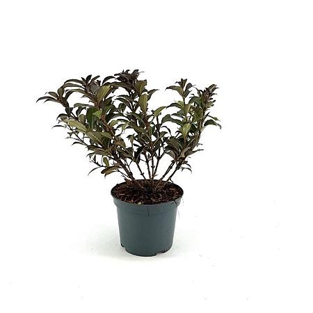 Weigela Black and White Pot 3 Liter 30 - 40 cm