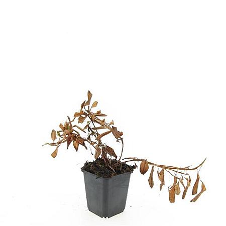 Persicaria aff. 'Darjeeling Red' Pot 9 cm