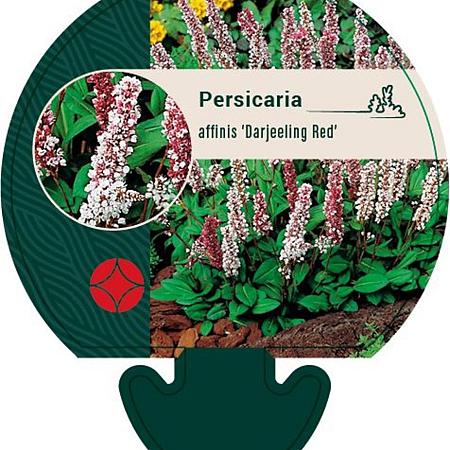 Persicaria aff. 'Darjeeling Red' Pot 9 cm