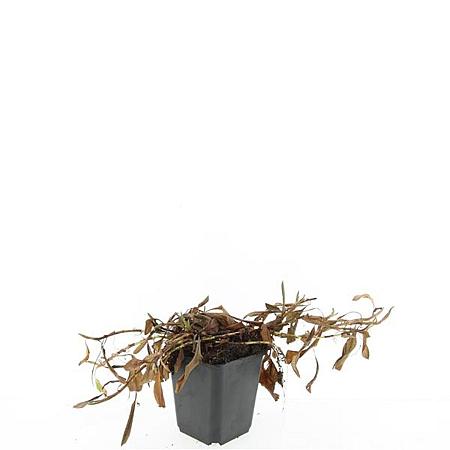 Persicaria aff. 'Darjeeling Red' Pot 9 cm