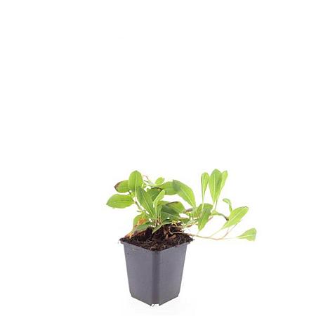 Persicaria aff. 'Darjeeling Red' Pot 9 cm