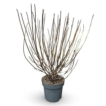 Weigela 'Bristol Ruby' Pot 12 liter 80 - 100 cm