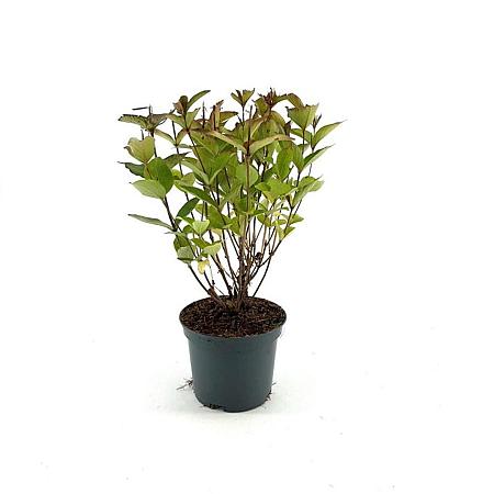 Weigela 'Bristol Ruby' Pot 3 Liter 40 - 50 cm