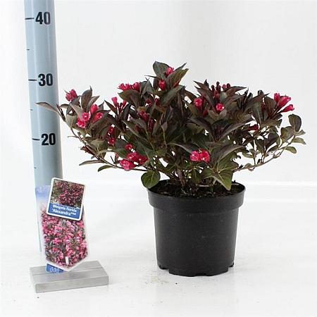 Weigela florida 'Alexandra' Pot 2 Liter 20 - 30 cm
