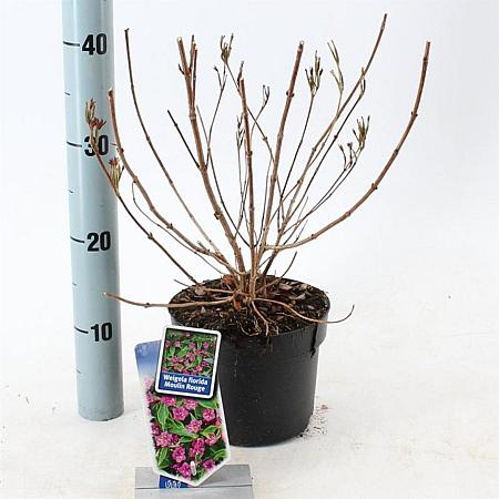 Weigela florida 'Brigela' Pot 2 Liter 20 - 30 cm