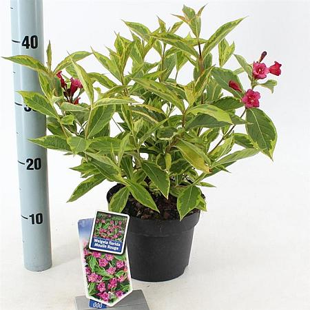 Weigela florida 'Brigela' Pot 2 Liter 20 - 30 cm