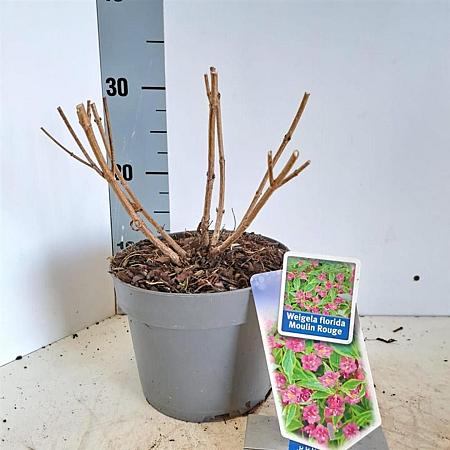 Weigela florida 'Brigela' Pot 2 Liter 20 - 30 cm