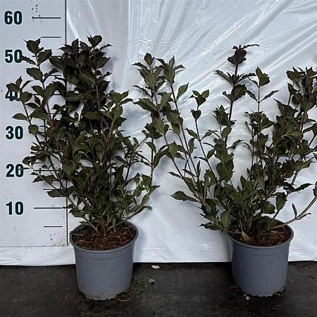 Weigela florida 'Nana Purpurea' Pot 2 Liter40 - 50 cm