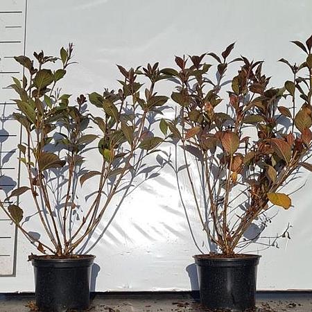 Weigela florida 'Victoria' Pot 2 Liter40 - 50 cm