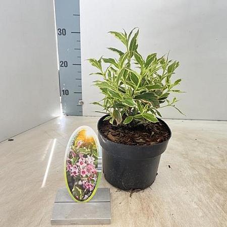 Weigela 'Nana Variegata' Pot 2 Liter30 - 40 cm