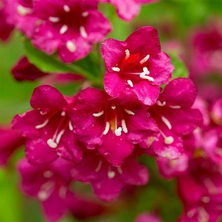 Weigela 'Red Prince' Pot 12 liter 80 - 100 cm