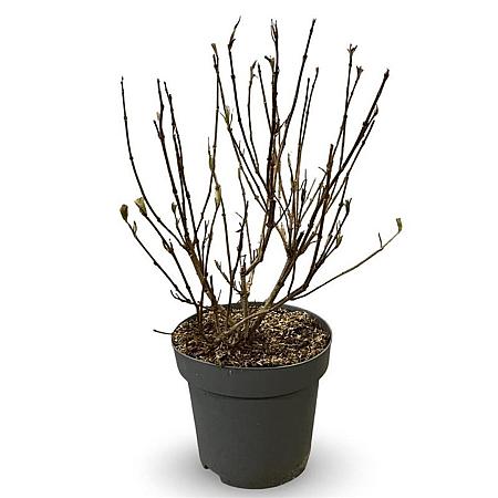 Weigela 'Red Prince' Pot 12 liter 80 - 100 cm