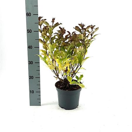 Weigela 'Red Prince' Pot 3 Liter 40 - 50 cm