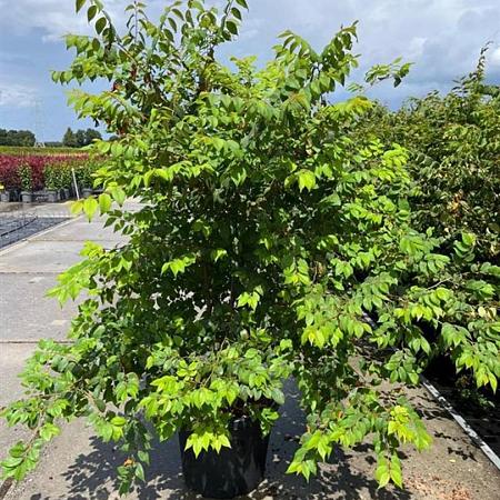 Zelkova serrata Pot 35 Liter 175 - 200 cm