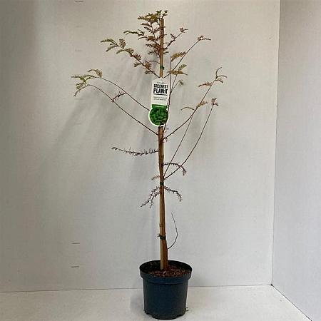 Taxodium distichum Pot 3 Liter 80 - 100 cm