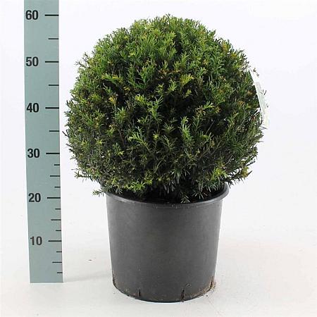 Taxus baccata Bolvorm 40 cm