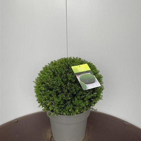 Taxus baccata Bolvorm 30-40 cm