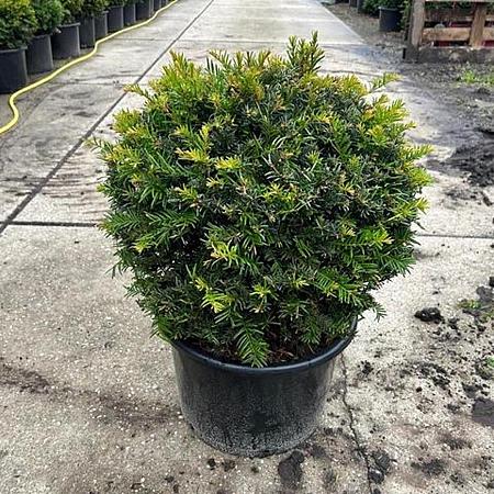 Taxus baccata Bolvorm 40-50 cm