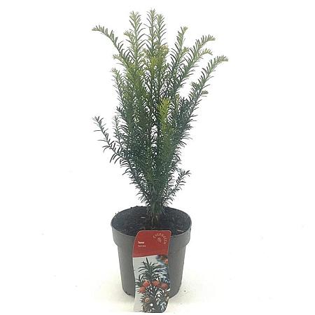 Taxus baccata Pot 2 Liter 20 - 30 cm