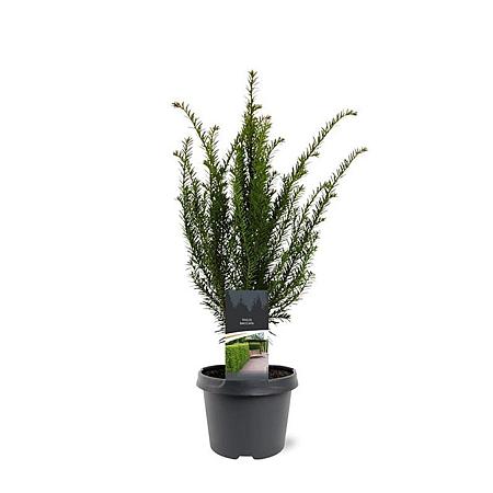 Taxus baccata Pot 3 Liter 40 - 50 cm