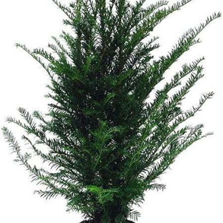 Taxus baccata Pot 4 Liter 60 - 80 cm