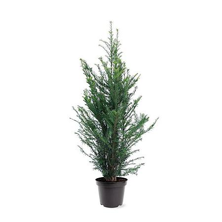 Taxus baccata Pot 7,5 Liter 80 - 100 cm