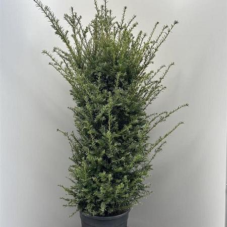 Taxus baccata Pot 18 liter 100 - 125 cm