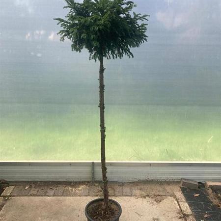 Taxus baccata Pot 25 liter Stam 160 cm