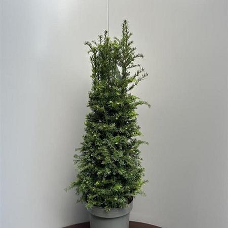 Taxus baccata Pot 15 liter 100 - 110 cm