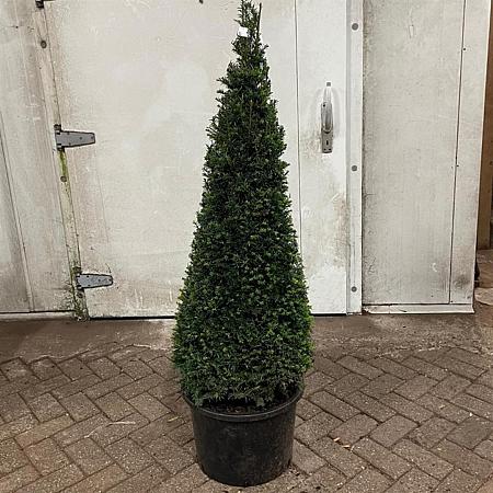 Taxus baccata Pot 40 liter 130 - 140 cm Piramidevorm