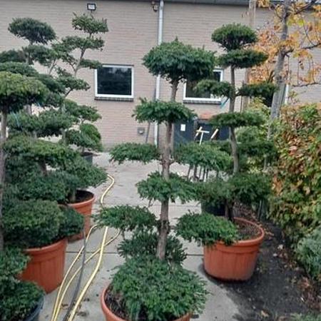 Taxus baccata Pot 65 liter 160 - 170 cm Bonsai