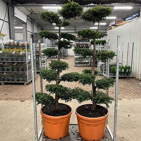 Taxus baccata Pot 65 liter 160 - 170 cm Bonsai