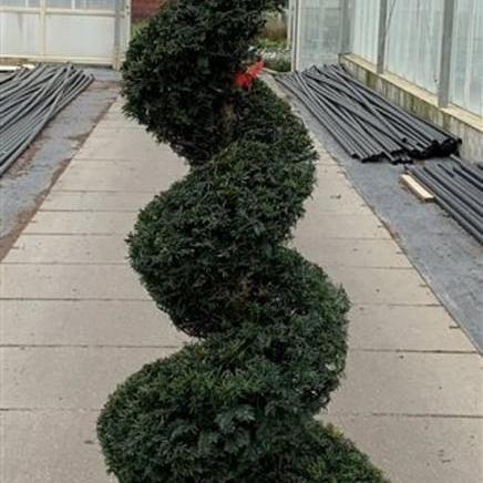 Taxus baccata Pot 65 liter 200 - 210 cm Spiraalvorm
