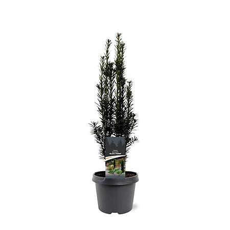 Taxus b. 'Black Tower' Pot 3 Liter 40 - 50 cm