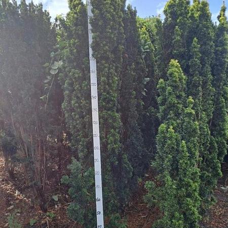 Taxus b. 'Fastigiata Aurea' Kluit 200 - 250 cm