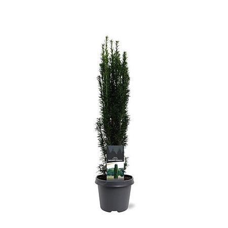 Taxus b. 'Fastigiata Robusta' Pot 5 Liter 50 - 60 cm