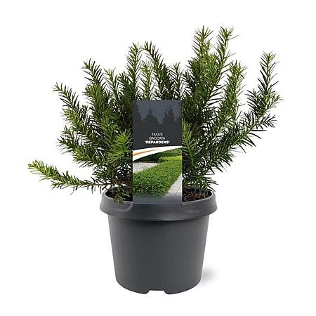 Taxus b. 'Repandens' Pot 3 Liter 