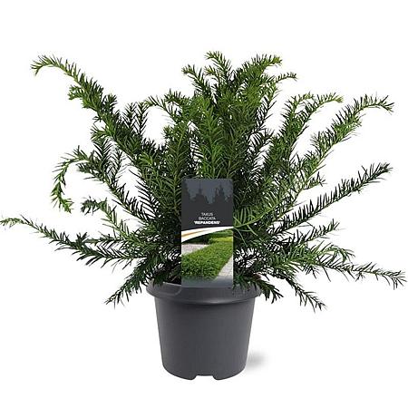 Taxus b. 'Repandens' Pot 5 Liter 30 - 40 cm