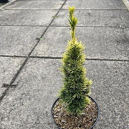 Taxus b. 'Standishii' Pot 5 Liter 30 - 40 cm
