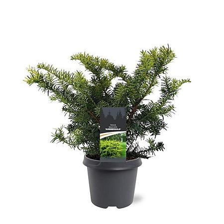 Taxus b. 'Summergold' Pot 5 Liter 30 - 40 cm