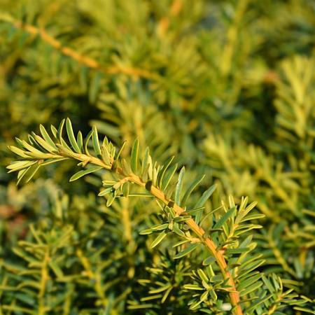 Taxus b. 'Summergold' Pot 5 Liter 30 - 40 cm