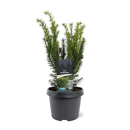 Taxus media 'Densiformis' Pot 3 Liter 