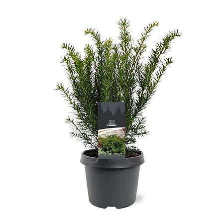 Taxus media 'Farmen' Pot 3 Liter 