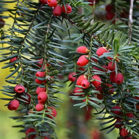 Taxus media 'Hicksii' Pot 3 Liter 40 - 50 cm